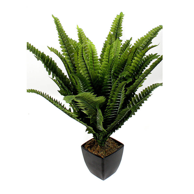 Boston Fern in Pot 43cm