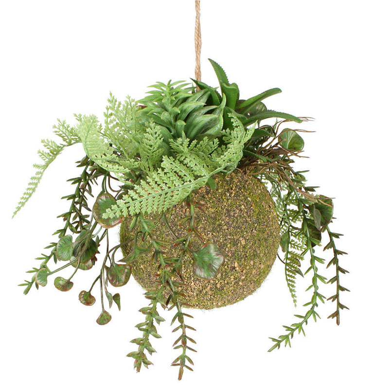 Moana Kokedama gemischt hängend