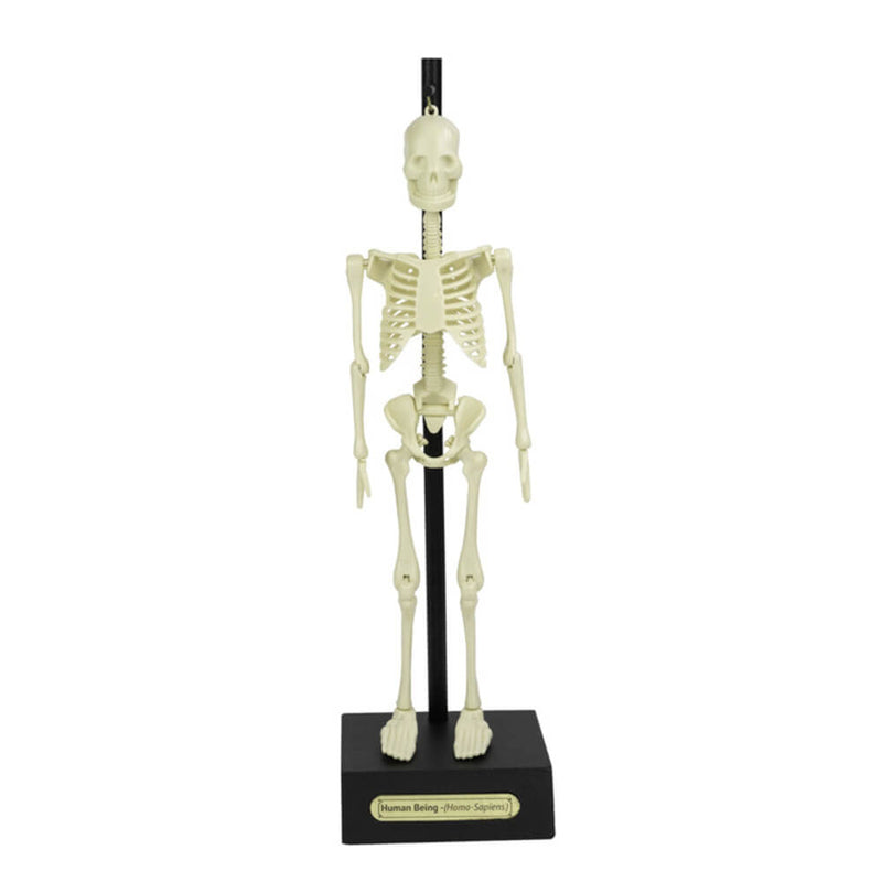 Teaching Aid Anatomical Skeleton